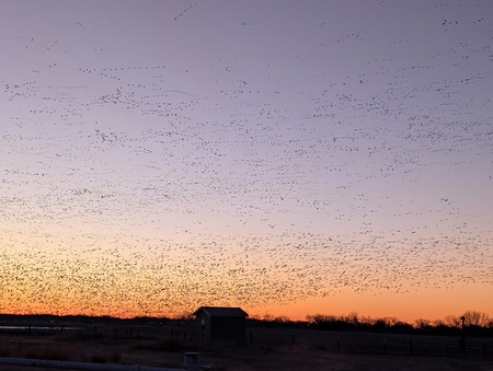 Entry image for Bird Migration over the Platte River in Nebraska. Clicking this image will show a larger photo