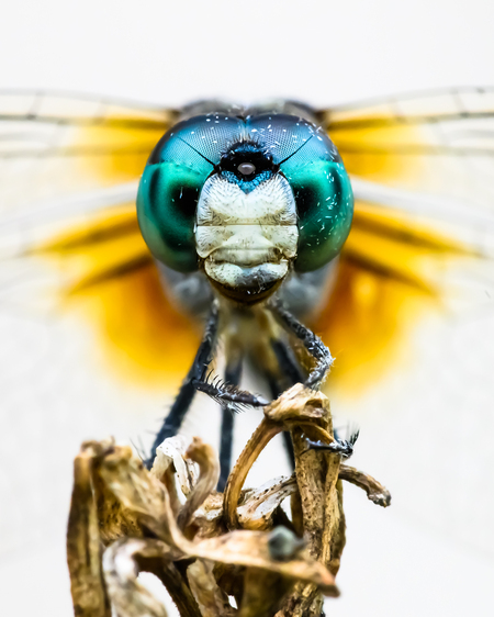 Entry image for Blue Dasher. Clicking this image will show a larger photo