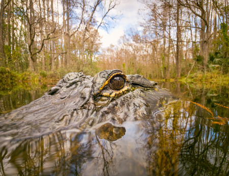 Entry image for The Watcher of the Swamp. Clicking this image will show a larger photo