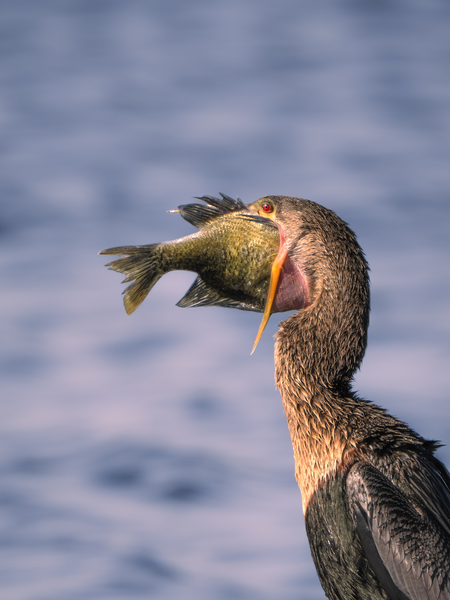 Entry image for Snack Time. Clicking this image will show a larger photo