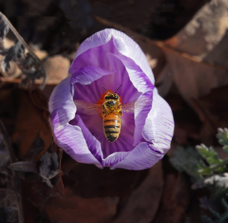 Entry image for Bee Bloom. Clicking this image will show a larger photo