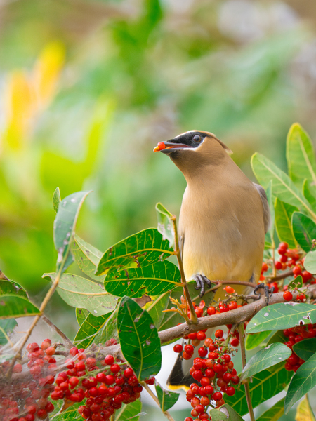 Entry image for Berry Thief. Clicking this image will show a larger photo