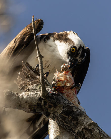 Entry image for "Eye for an Eye". Clicking this image will show a larger photo