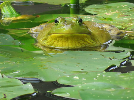 Entry image for Ribbit. Clicking this image will show a larger photo