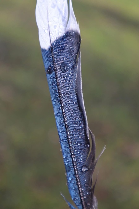 Entry image for After the Rain. Clicking this image will show a larger photo