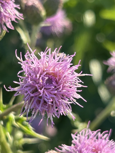 Entry image for Purple Thistle . Clicking this image will show a larger photo
