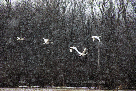 Entry image for Swans taking on high winds in snow . Clicking this image will show a larger photo
