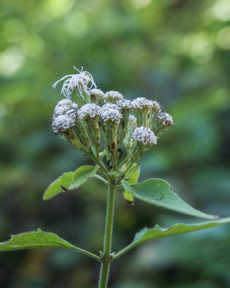 Entry image for Ants climbing up a flower. Clicking this image will show a larger photo
