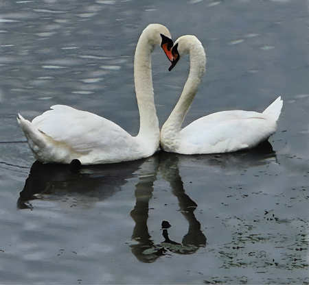 Entry image for Heart to Heart. Clicking this image will show a larger photo