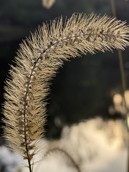 Entry image for Simple Beauty. Clicking this image will show a larger photo