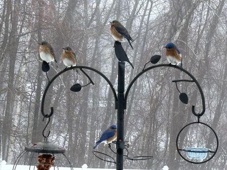 Entry image for Bluebird Love. Clicking this image will show a larger photo