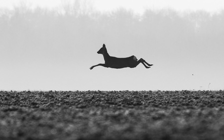 Entry image for Flying Deer. Clicking this image will show a larger photo