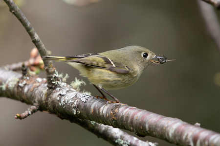 Entry image for Catch of the Day. Clicking this image will show a larger photo