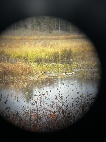 Entry image for  “Eye Of The Binocular” . Clicking this image will show a larger photo