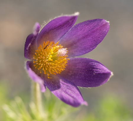 Entry image for Breakfast in a Purple Bowl. Clicking this image will show a larger photo