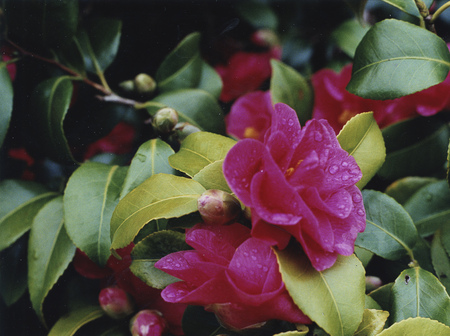 Entry image for Blossoms and Berries . Clicking this image will show a larger photo
