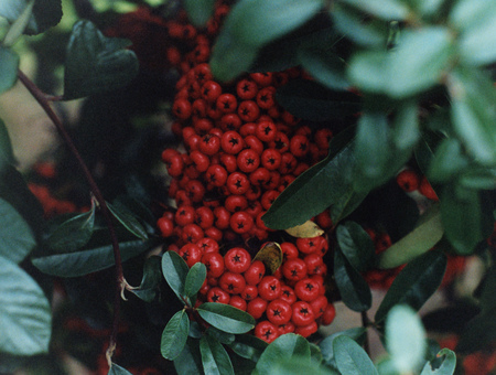 Entry image for Blossoms and Berries . Clicking this image will show a larger photo