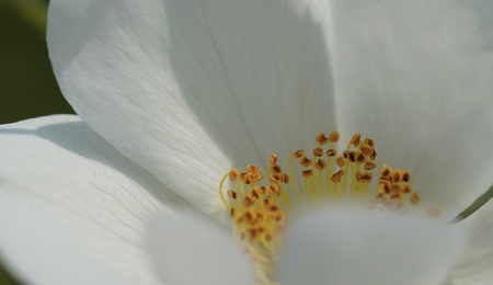 Entry image for Details of a Flower. Clicking this image will show a larger photo