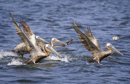 Entry image for Looking for Lunch. Clicking this image will show a larger photo