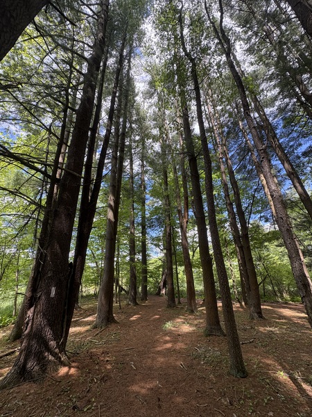 Entry image for For the Love of Trees. Clicking this image will show a larger photo