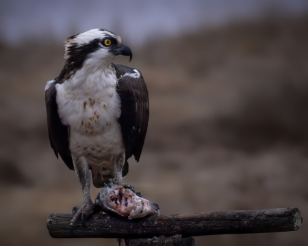 Entry image for Osprey with Catch. Clicking this image will show a larger photo