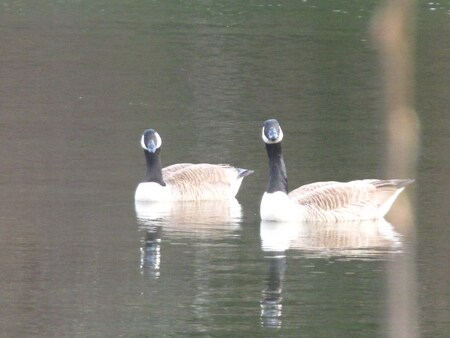 Entry image for Canada Geese. Clicking this image will show a larger photo