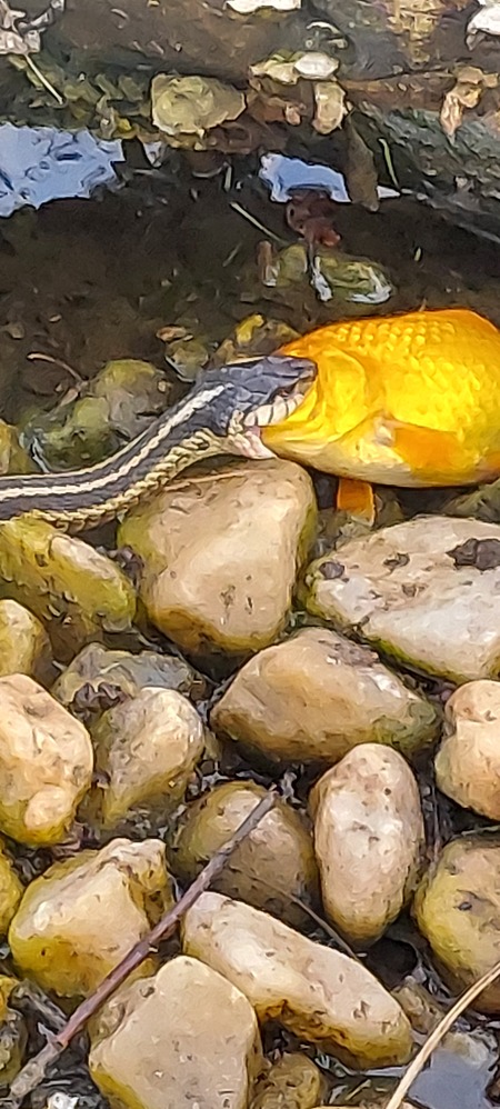 Entry image for Taking on more than you can chew!. Clicking this image will show a larger photo