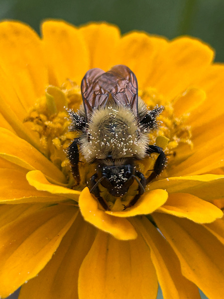 Entry image for Golden gathered. Clicking this image will show a larger photo