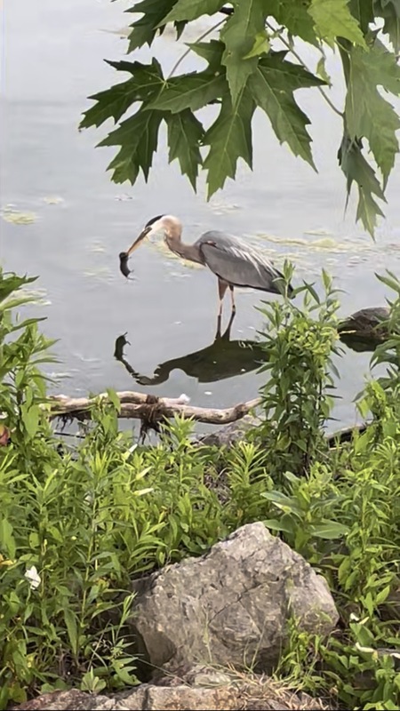 Entry image for Special Catch. Clicking this image will show a larger photo