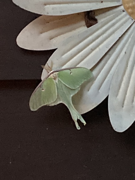 Entry image for I thought this was a real flower!. Clicking this image will show a larger photo