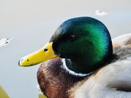 Entry image for Resting Mallard. Clicking this image will show a larger photo