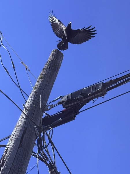 Entry image for Osprey near Lake Coeur D’Alene . Clicking this image will show a larger photo