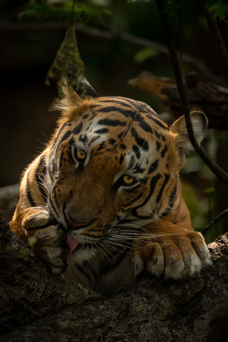 Entry image for Stripes and Silence. Clicking this image will show a larger photo