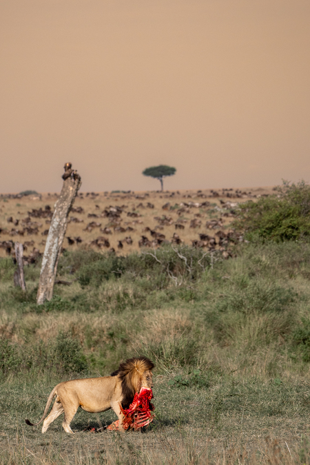 Entry image for One Kill, A Thousand Witnesses. Clicking this image will show a larger photo