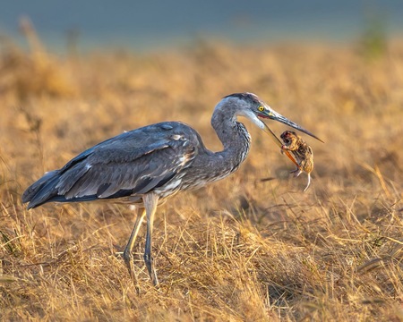 Entry image for Heron dinner. Clicking this image will show a larger photo