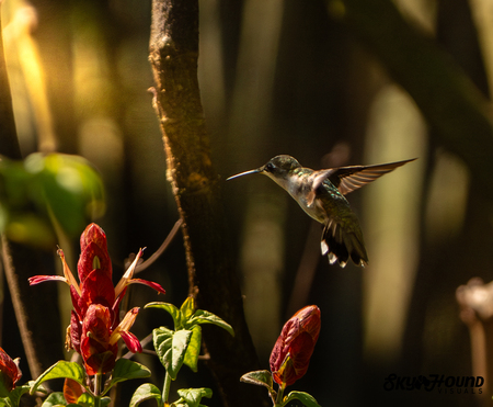 Entry image for Hummingbird Morning Flight. Clicking this image will show a larger photo