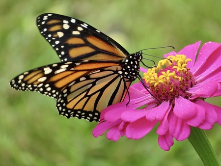 Entry image for Peaceful Summer Garden. Clicking this image will show a larger photo
