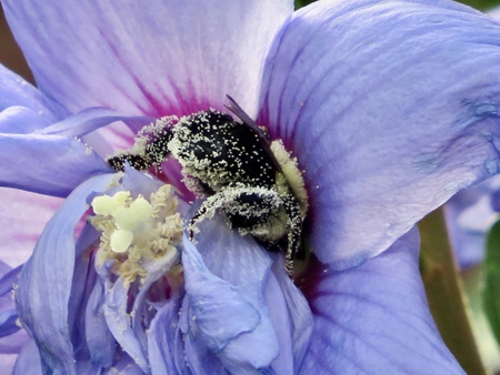 Entry image for Bee Bottom. Clicking this image will show a larger photo