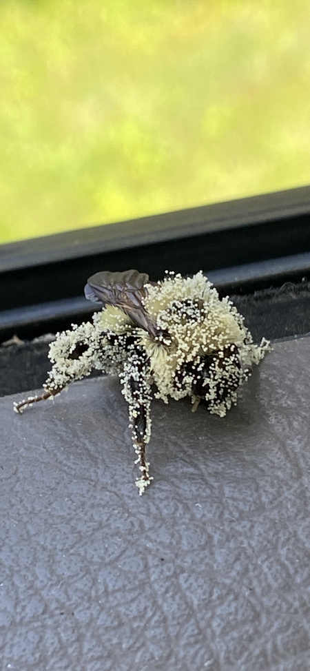 Entry image for Bumblebee overtaken by pollen. Clicking this image will show a larger photo