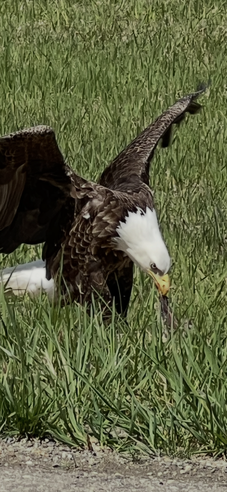 Entry image for Eagle having dinner. Clicking this image will show a larger photo