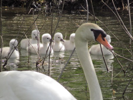 Entry image for Swan and babies . Clicking this image will show a larger photo