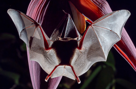 Entry image for Feeding time for Palla's Nectar Bat. Clicking this image will show a larger photo