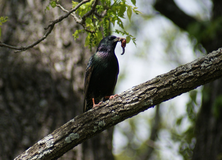 Entry image for Starling Support. Clicking this image will show a larger photo