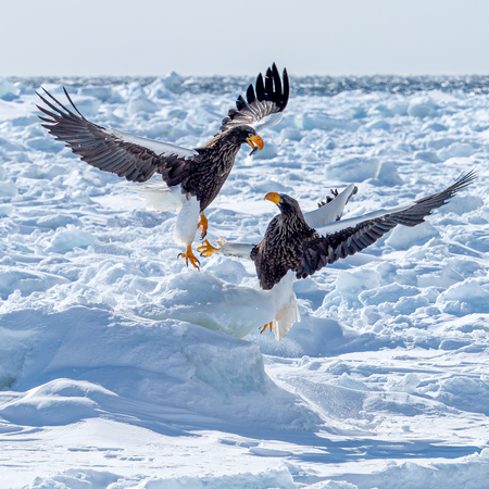 Entry image for Stellar's Sea Eagles Fighting over a Fish. Clicking this image will show a larger photo