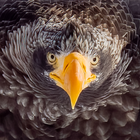 Entry image for Stellar's Sea Eagle Portrait. Clicking this image will show a larger photo