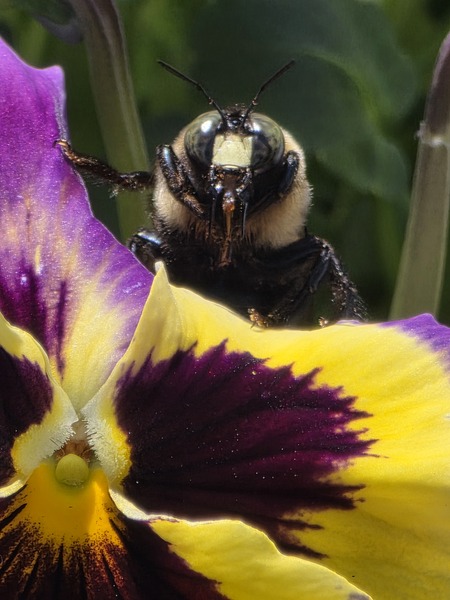 Entry image for Male Eastern Carpenter Bee on Pansy. Clicking this image will show a larger photo