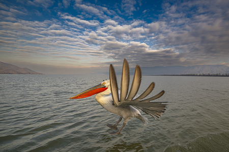 Entry image for Close Flight. Clicking this image will show a larger photo