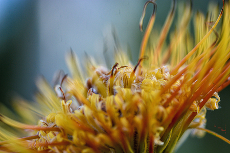 Entry image for Golden Quills. Clicking this image will show a larger photo