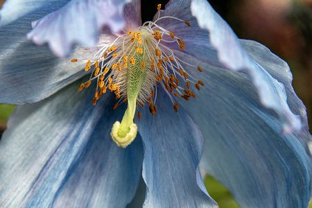 Entry image for Himalayan Secret. Clicking this image will show a larger photo
