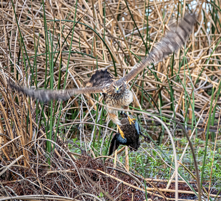 Entry image for The Marsh Queen's Claim. Clicking this image will show a larger photo